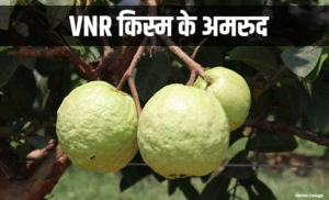 vnr variety guava amrud