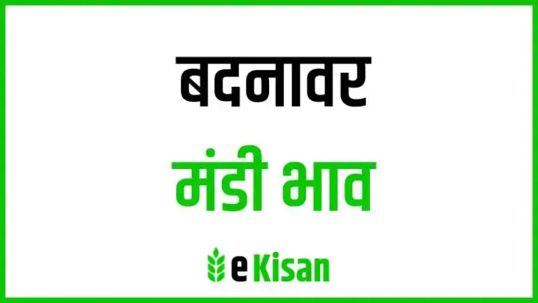 Badnawar Mandi Bhav बदनावर मंडी भाव