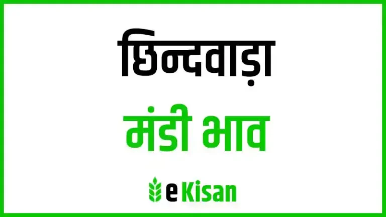 Chhindwara Mandi Bhav आज के छिंदवाडा मंडी भाव