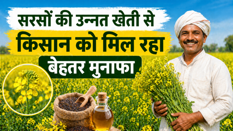 सरसों की उन्नत खेती से किसान को मिल रहा बेहतर मुनाफा