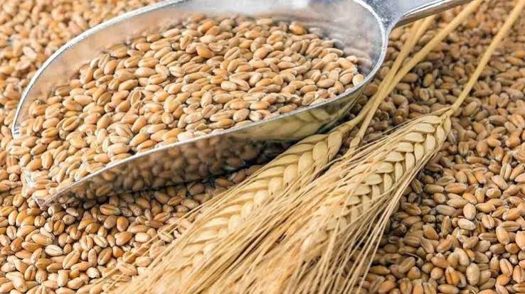 किसानों को आधी कीमत पर मिलेंगे ग्लूटेन फ्री गेहूं और सब्जियों के बीज