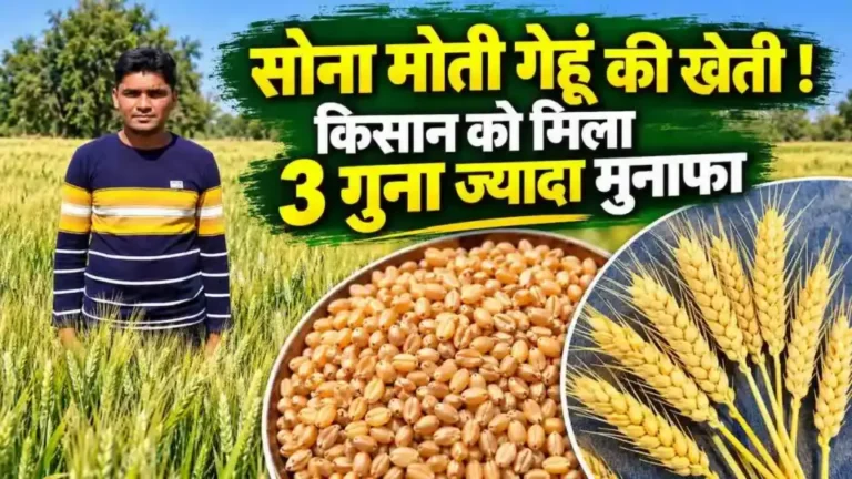 शुगर फ्री ‘सोना मोती’ गेहूं की खेती से चमकी किसान की किस्मत