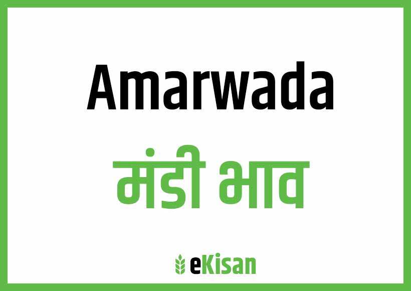 Amarwada Mandi Bhav