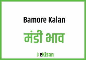 Banmore Kalan Mandi Bhav