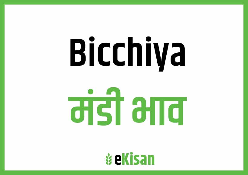 Bichhiya Mandi Bhav