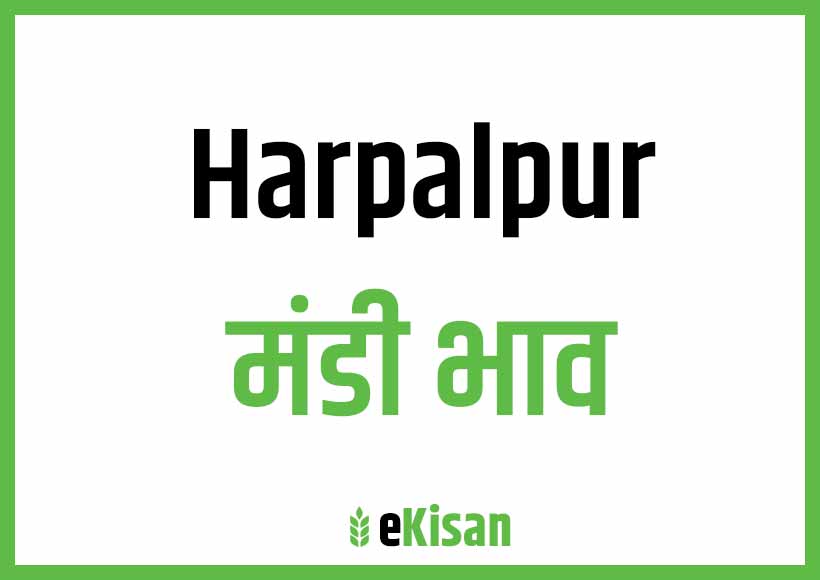 Harpalpur Mandi Bhav