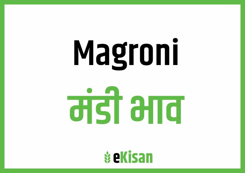 Magroni Mandi Bhav