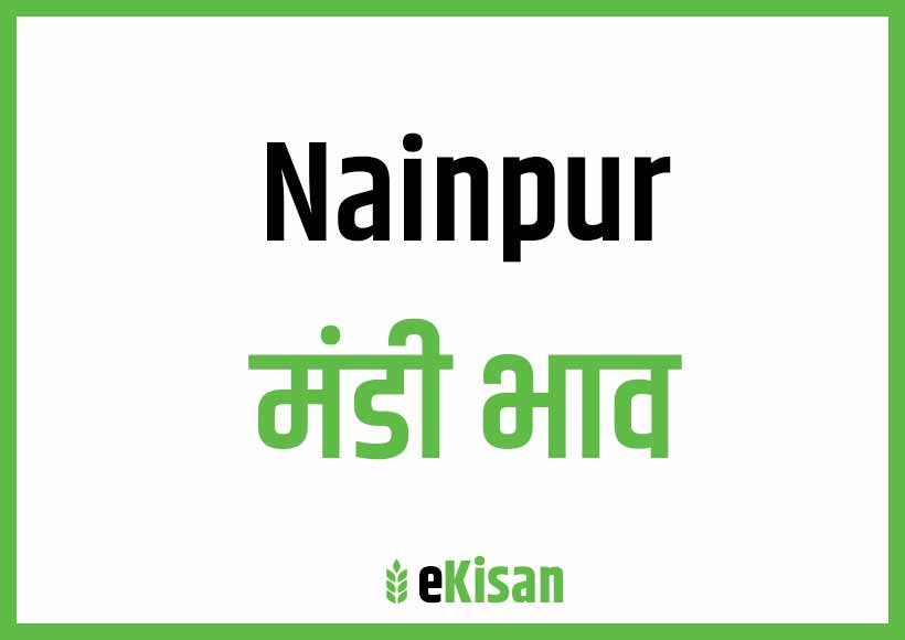 Nainpur Mandi Bhav