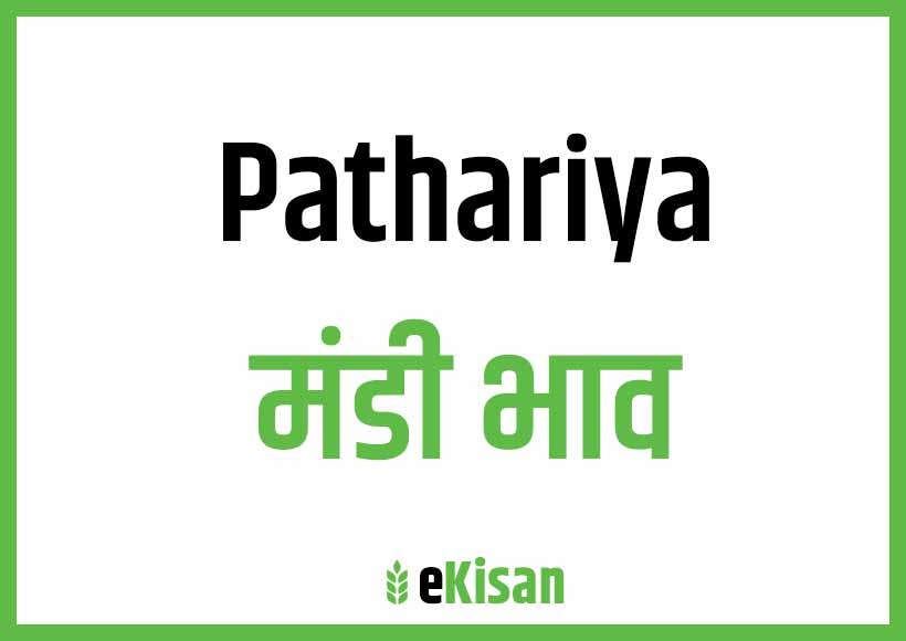 Pathariya Mandi Bhav
