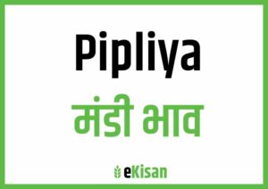Pipliya Mandi Bhav