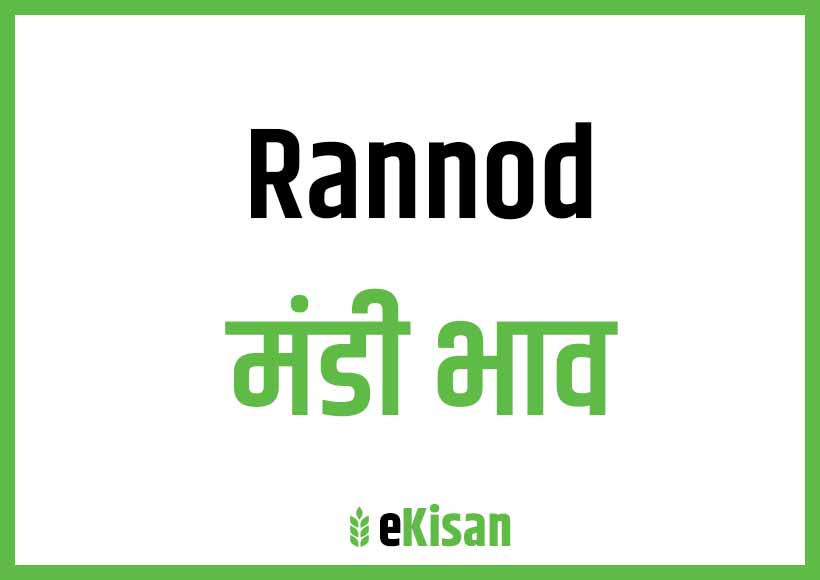 Rannod Mandi Bhav