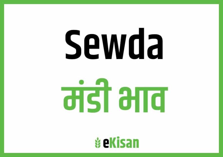 Sewda Mandi Bhav
