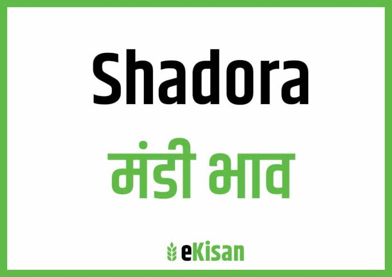 Shadora Mandi Bhav