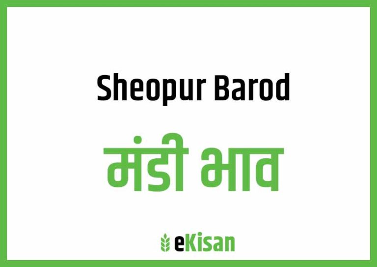 Sheopurbadod Mandi Bhav