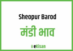 Sheopur Badod Mandi Bhav