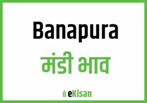Banapura Mandi Bhav