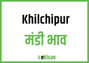 Khilchipur Mandi Bhav