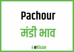 Pachour Mandi Bhav