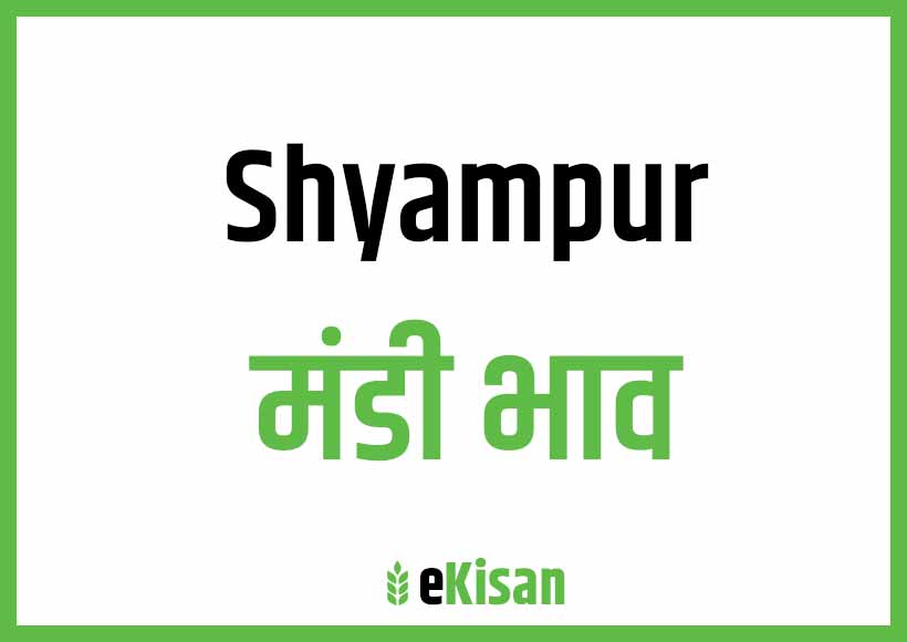 Shyampur Mandi Bhav