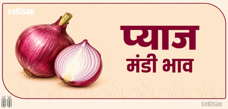 प्याज के मंडी भाव Pyaj (Onion) Mandi Bhav
