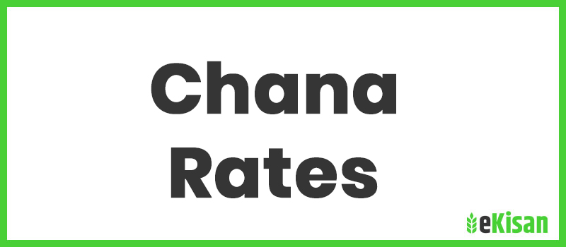 chana rate today