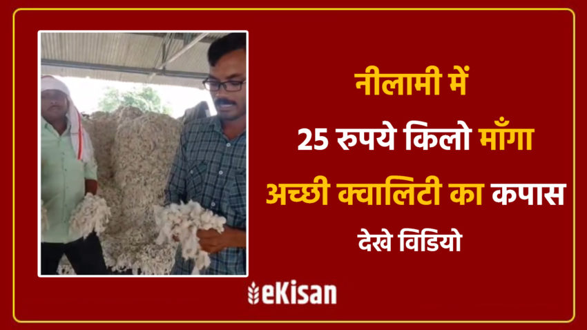 Cotton bid for Rs 25 per kg