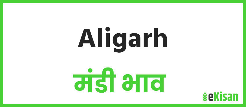 Aligarh mandi bhav