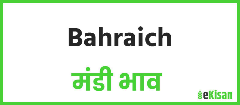 Bahraich mandi bhav