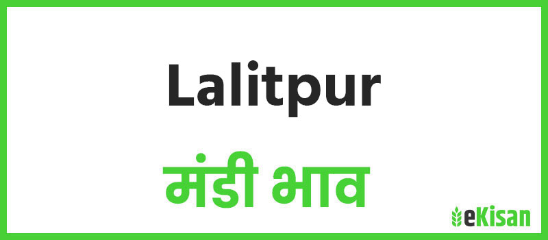 Lalitpur mandi bhav