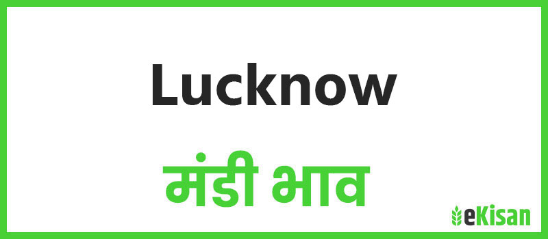Lucknow mandi bhav