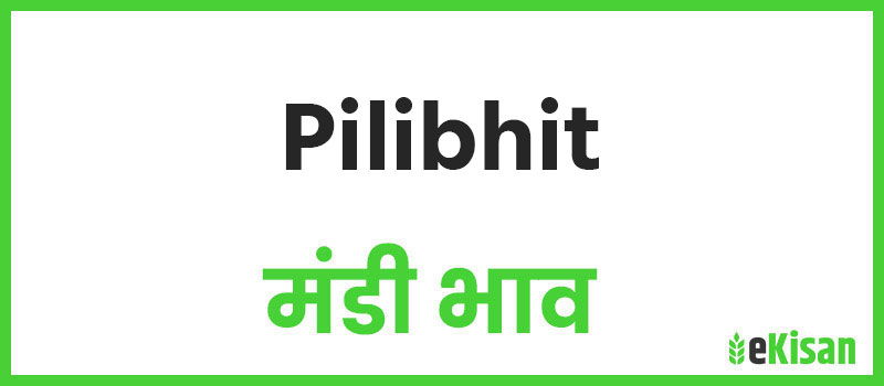 Pilibhit mandi bhav