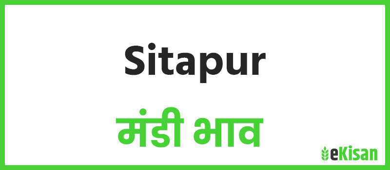 Sitapur mandi bhav