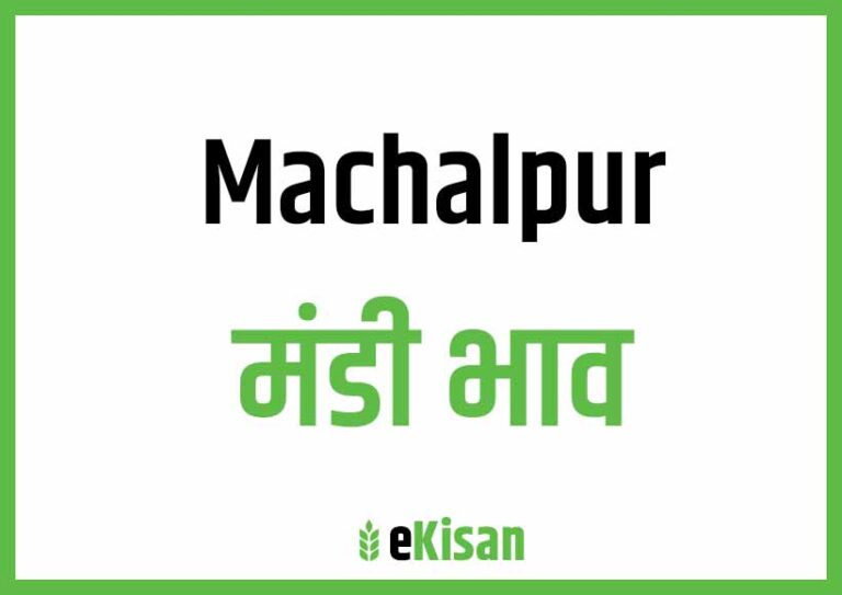 Machalpur Mandi Bhav माचलपुर मंडी भाव