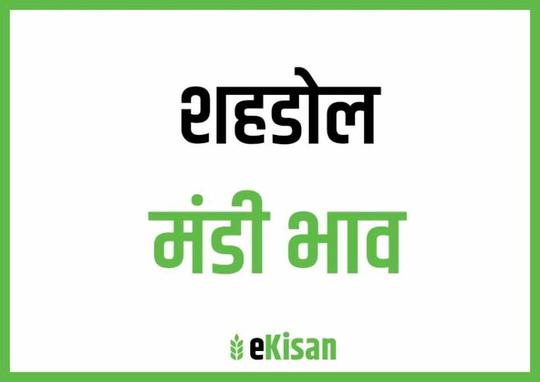 Shahdol Mandi Bhav शहडोल मंडी भाव