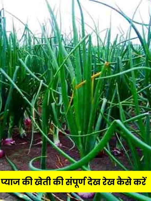 cropped-how-to-take-complete-care-of-onion-cultivation-in-summer.jpg