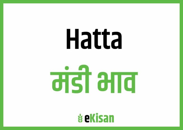 Hatta Mandi Bhav हटा मंडी भाव