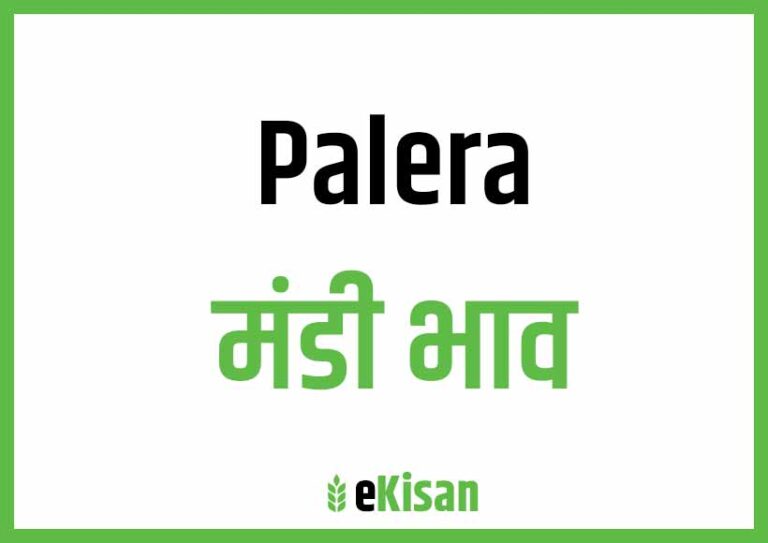 Palera Mandi Bhav पलेरा मंडी भाव