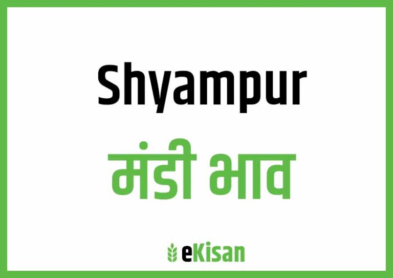 Shyampur Mandi Bhav श्यामपुर मंडी भाव