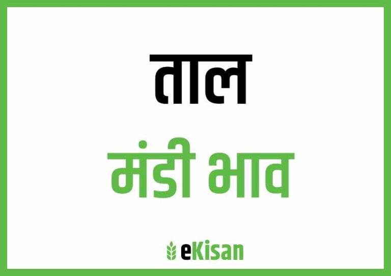 Taal Mandi Bhav ताल मंडी भाव