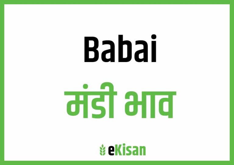 Babai Mandi Bhav बाबई मंडी भाव
