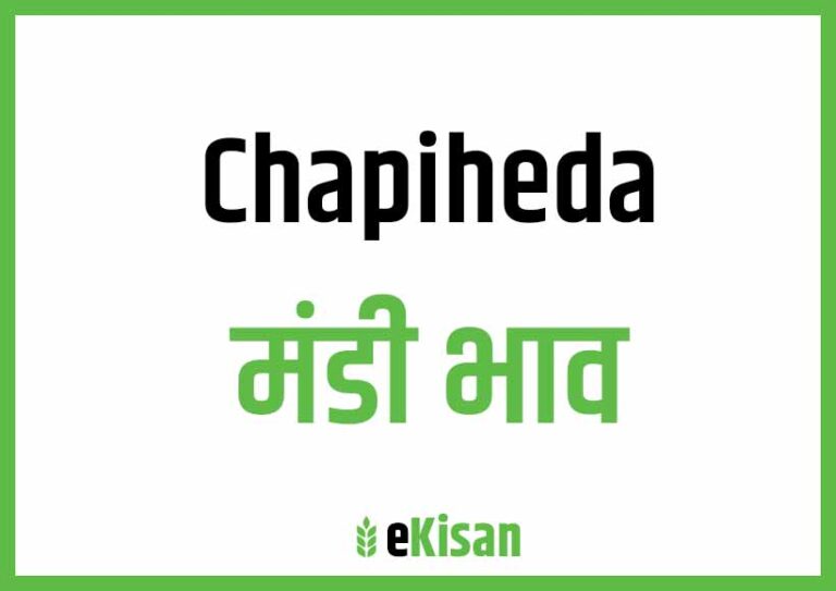 Chhapiheda Mandi Bhav छापिहेदा मंडी भाव
