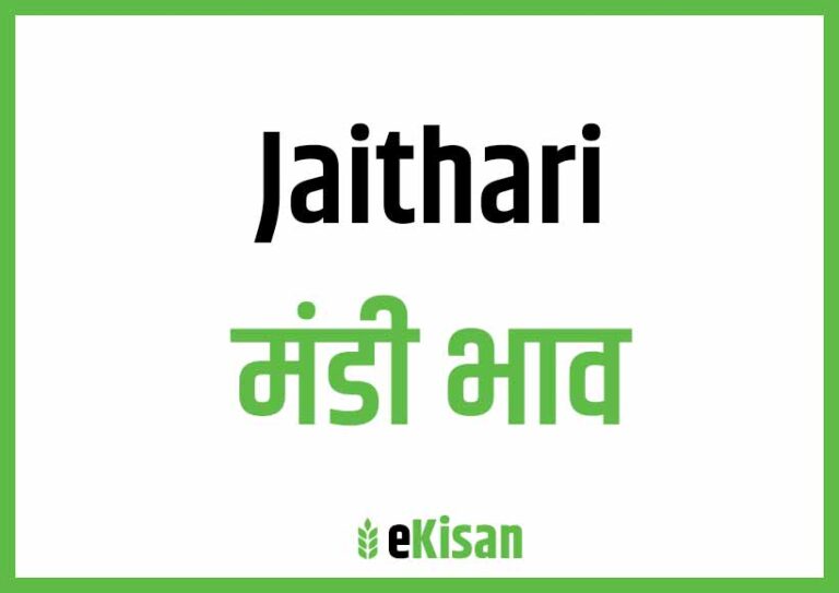 Jaithari Mandi Bhav आज के जैतहरी मंडी भाव