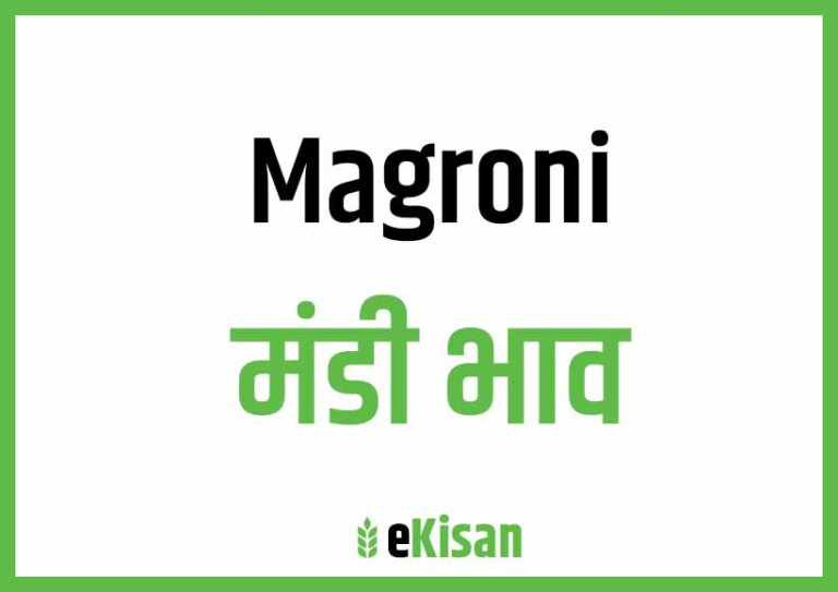 Magroni Mandi Bhav मगरोनी मंडी भाव