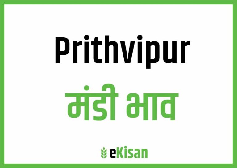 Prithvipur Mandi Bhav पृथ्वीपुर मंडी भाव