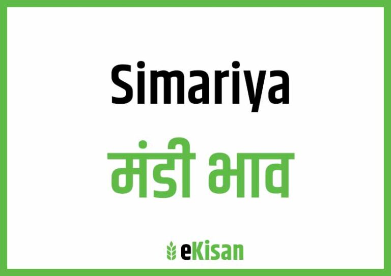 Simariya Mandi Bhav सिमरिया मंडी भाव