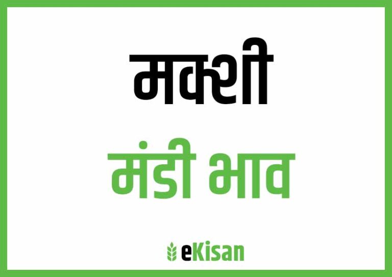 Makshi Mandi Bhav मक्शी मंडी भाव