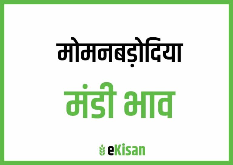 Momanbadodiya Mandi Bhav मोमनबडोदिया मंडी भाव