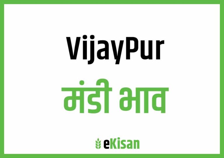 Vijaypur Mandi Bhav विजयपुर मंडी भाव