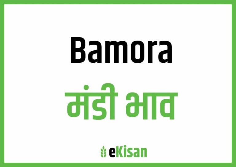Bamora Mandi Bhav बमोरा मंडी भाव
