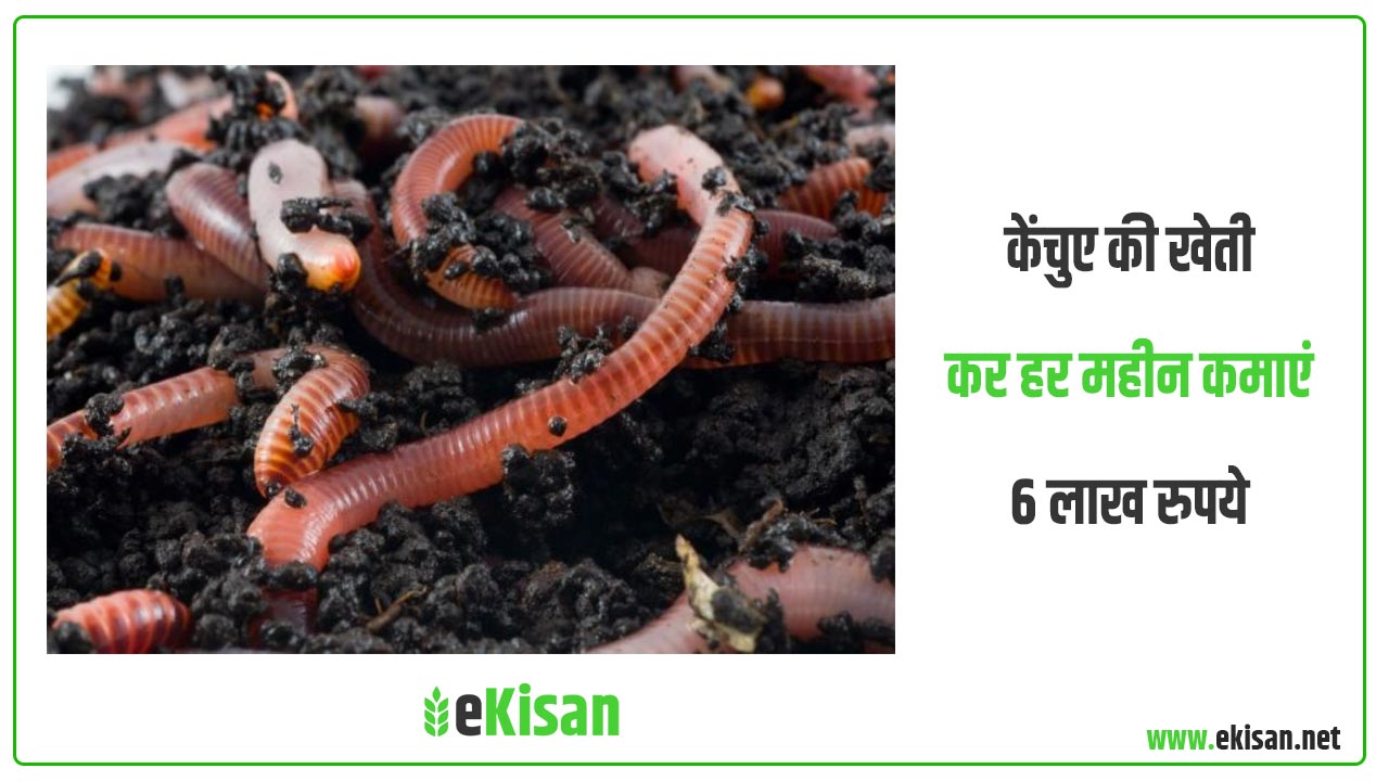 केंचुए की खेती कर हर महीन कमाएं 6 लाख रुपये - eKisan